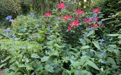 Drie redenen om een luie tuinier te zijn