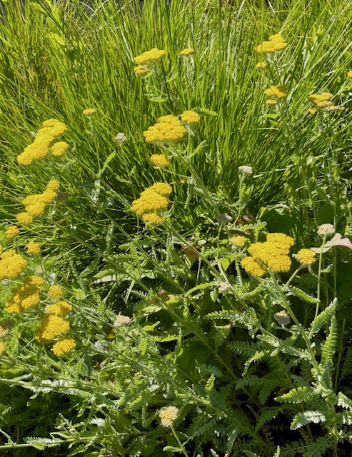 Achillea millefolium 'Moonshine'
