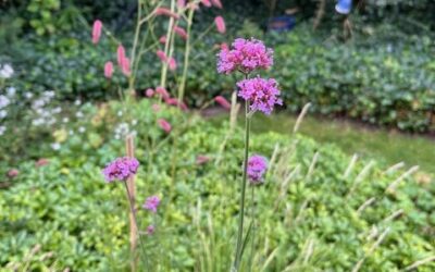 Droogte minnende planten