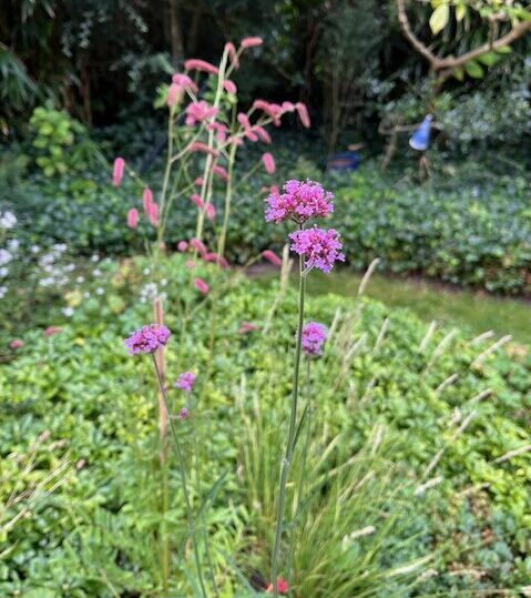 Droogte minnende planten